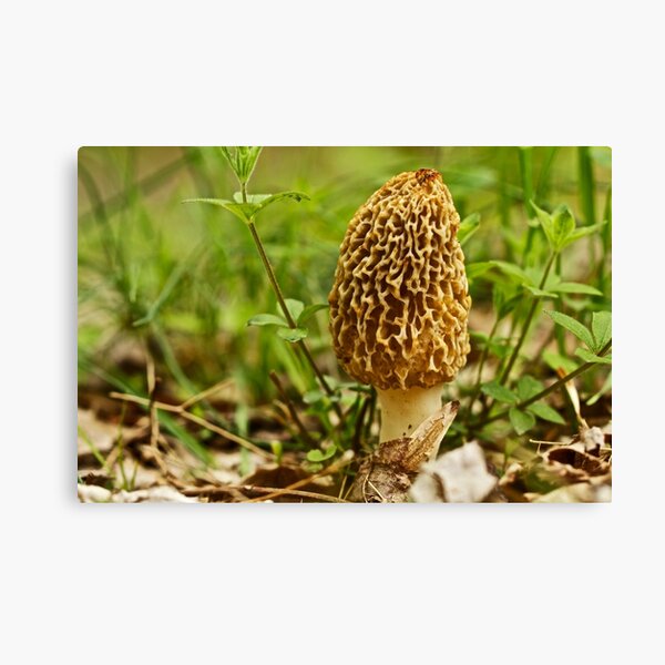 Yellow Morel Mushroom - Morchella esculenta Canvas