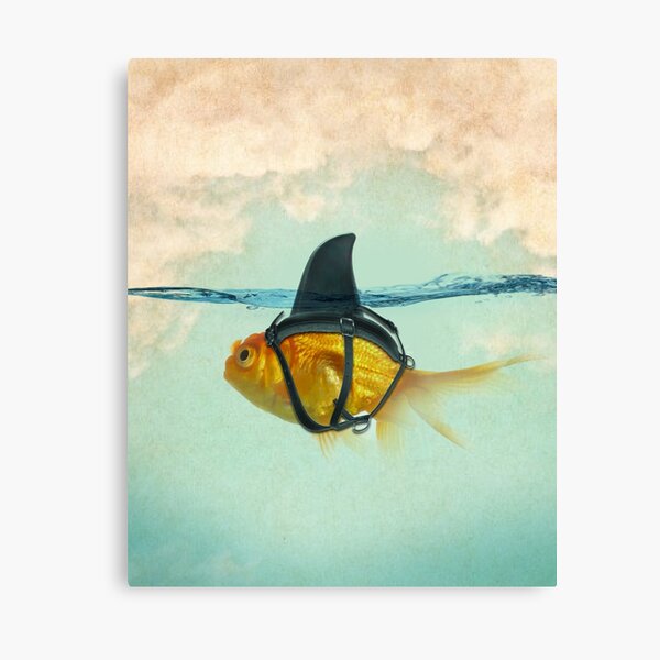 Brilliant Disguise, Goldfish with a Shark Fin Canvas